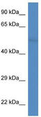 Neurexophilin And PC-Esterase Domain Family Member 4 antibody, TA335938, Origene, Western Blot image 