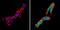 Calcium Sensing Receptor antibody, PA1-934A, Invitrogen Antibodies, Immunofluorescence image 