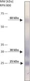 BCL2 Interacting Protein 3 antibody, MA1-24688, Invitrogen Antibodies, Western Blot image 