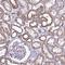 Cold Shock Domain Containing E1 antibody, NBP2-38665, Novus Biologicals, Immunohistochemistry frozen image 