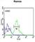 Nipsnap Homolog 2 antibody, abx032970, Abbexa, Western Blot image 