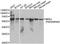 Monoglyceride Lipase antibody, abx005100, Abbexa, Western Blot image 