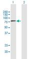 VPS53 Subunit Of GARP Complex antibody, H00055275-B01P, Novus Biologicals, Western Blot image 