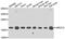 Ubiquitin Conjugating Enzyme E2 V2 antibody, PA5-77091, Invitrogen Antibodies, Western Blot image 