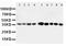 Aminoacyl tRNA synthase complex-interacting multifunctional protein 2 antibody, PA1481, Boster Biological Technology, Western Blot image 