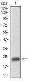 Glycogen Synthase Kinase 3 Beta antibody, NBP2-52478, Novus Biologicals, Western Blot image 