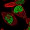 X-Ray Repair Cross Complementing 6 antibody, NBP2-38954, Novus Biologicals, Immunocytochemistry image 