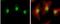 Inositol Hexakisphosphate Kinase 2 antibody, NBP1-32322, Novus Biologicals, Immunofluorescence image 