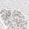 IQ Motif Containing GTPase Activating Protein 3 antibody, NBP1-86342, Novus Biologicals, Immunohistochemistry frozen image 