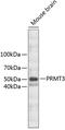 Protein Arginine Methyltransferase 3 antibody, 23-828, ProSci, Western Blot image 