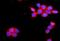 F11 Receptor antibody, A02068-2, Boster Biological Technology, Immunofluorescence image 