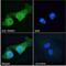 Tripartite Motif Containing 37 antibody, NBP2-80147, Novus Biologicals, Immunofluorescence image 
