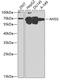 Alpha 2-HS Glycoprotein antibody, GTX30034, GeneTex, Western Blot image 