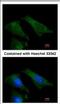 TIMP Metallopeptidase Inhibitor 4 antibody, NBP2-20645, Novus Biologicals, Immunofluorescence image 