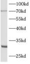 Autophagy Related 16 Like 2 antibody, FNab00670, FineTest, Western Blot image 