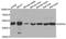 CEP44 antibody, A13149, Boster Biological Technology, Western Blot image 