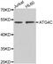 Autophagy Related 4C Cysteine Peptidase antibody, abx006938, Abbexa, Western Blot image 