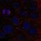 Zinc Finger Protein 620 antibody, NBP2-68752, Novus Biologicals, Immunocytochemistry image 