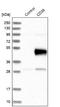 CD38 Molecule antibody, NBP1-86010, Novus Biologicals, Western Blot image 