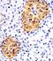 RAB3B, Member RAS Oncogene Family antibody, MA5-24738, Invitrogen Antibodies, Immunohistochemistry frozen image 