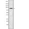 Bromodomain-containing protein 3 antibody, abx148687, Abbexa, Western Blot image 