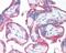 CD59 Molecule (CD59 Blood Group) antibody, 48-770, ProSci, Immunohistochemistry frozen image 