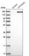 Contactin Associated Protein Like 2 antibody, NBP1-88182, Novus Biologicals, Western Blot image 
