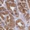 RCC1 Like antibody, NBP2-31833, Novus Biologicals, Immunohistochemistry frozen image 