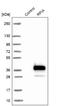 Ribose 5-Phosphate Isomerase A antibody, NBP1-86214, Novus Biologicals, Western Blot image 