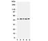 Gap Junction Protein Alpha 3 antibody, R31263, NSJ Bioreagents, Western Blot image 