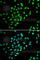 Golgi Membrane Protein 1 antibody, A7283, ABclonal Technology, Immunofluorescence image 