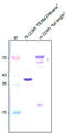 KRIT1 Ankyrin Repeat Containing antibody, AP26021PU-N, Origene, Western Blot image 