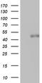 Spermatogenesis Associated 2 Like antibody, LS-C336532, Lifespan Biosciences, Western Blot image 