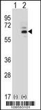 Fas Activated Serine/Threonine Kinase antibody, 56-444, ProSci, Western Blot image 