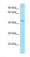 Apelin Receptor antibody, NBP1-98465, Novus Biologicals, Western Blot image 