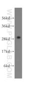 HDGF Like 3 antibody, 12380-1-AP, Proteintech Group, Western Blot image 