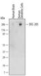 Lymphocyte Antigen 75 antibody, MAB20471, R&D Systems, Western Blot image 