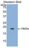 Growth Differentiation Factor 9 antibody, MBS2003833, MyBioSource, Western Blot image 