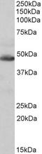 Isocitrate Dehydrogenase (NADP(+)) 2, Mitochondrial antibody, EB10529, Everest Biotech, Western Blot image 