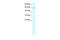 Tripartite motif-containing protein 15 antibody, PA5-40946, Invitrogen Antibodies, Western Blot image 