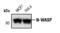 WASP Like Actin Nucleation Promoting Factor antibody, MA5-15011, Invitrogen Antibodies, Western Blot image 