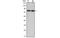 CREB Regulated Transcription Coactivator 2 antibody, MBS830152, MyBioSource, Western Blot image 