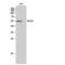 WASP Family Member 3 antibody, LS-C386657, Lifespan Biosciences, Western Blot image 