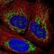 Zinc Finger Protein 596 antibody, NBP2-49183, Novus Biologicals, Immunofluorescence image 
