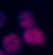 Chromobox 3 antibody, ab10480, Abcam, Immunocytochemistry image 