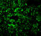 Mitogen-Activated Protein Kinase Kinase Kinase 7 antibody, 3385, ProSci Inc, Immunofluorescence image 
