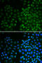 Nuclear Receptor Subfamily 0 Group B Member 2 antibody, 18-340, ProSci, Immunofluorescence image 