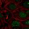 RNA Binding Motif Protein 18 antibody, HPA057281, Atlas Antibodies, Immunofluorescence image 