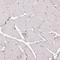 Uncharacterized protein C17orf51 antibody, HPA052106, Atlas Antibodies, Immunohistochemistry frozen image 