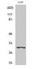 Serine protease 3 antibody, A05961, Boster Biological Technology, Western Blot image 